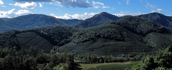 Edital contrata fornecedor para coleta de dados sobre carvão vegetal em Minas Gerais